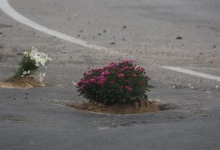 При в'їзді в Луцьк в ямах на дорозі висадили квіти