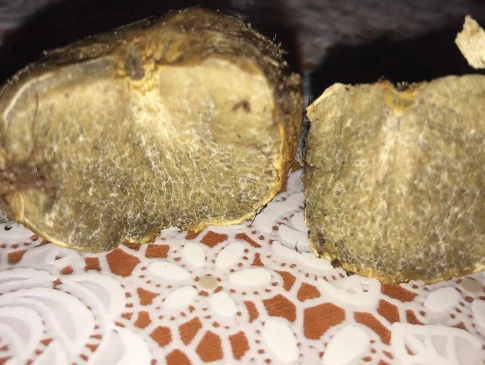 У лісі на Рівненщині знайшли гриб, який вартує 4 тисячі євро