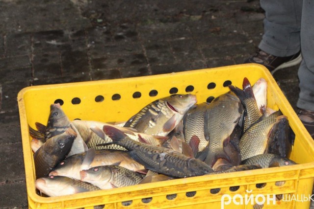 В озеро на Волині випустили майже 900 кілограмів риби