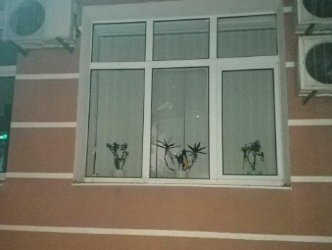 Луцьким муніципалам вночі побили вікна, підозрюваного «спіймали» камери
