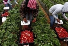 Поляки не можуть зібрати урожай без українців: розробили «план-повернення»