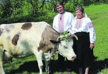 В українському селі проводять конкурс краси для корів та коней