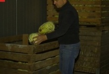 У волинського фермера через карантин зіпсувалося 20 тонн овочів
