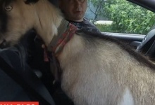 Катається з господарем на джипі: на Тернопільщині коза стала зіркою інстаграму