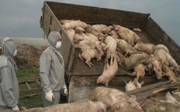 В ОТГ на Волині масово гинуть свині