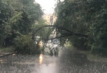 У Луцьку негода затопила вулиці та повалила дерево