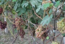 Волинський фермер вирощує 57 сортів винограду