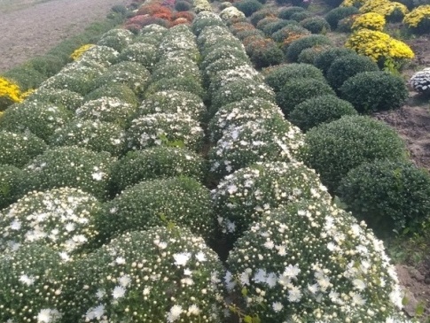Сім’я волинян вирощує понад 80 сортів хризантем