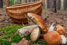 На Львівщині 10-річна дитина отруїла грибами трьох братів