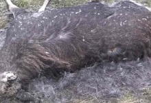 На Волині браконьєри застрелили червонокнижного лося