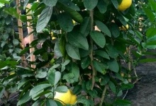 В лісгоспі на Волині виростили півкілограмові лимони