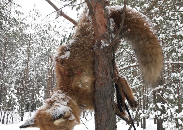 На Волині браконьєри повісили замордовану лисицю на дереві