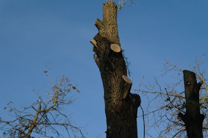 У Луцьку встановили мораторій на обрізання дерев