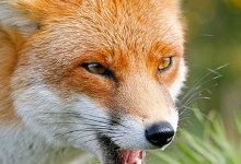 Волинянина на власному подвір’ї покусала скажена лисиця