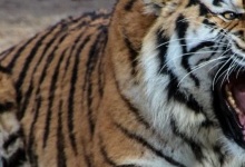 У зоопарку на Чернігівщині тигр загриз свого наглядача
