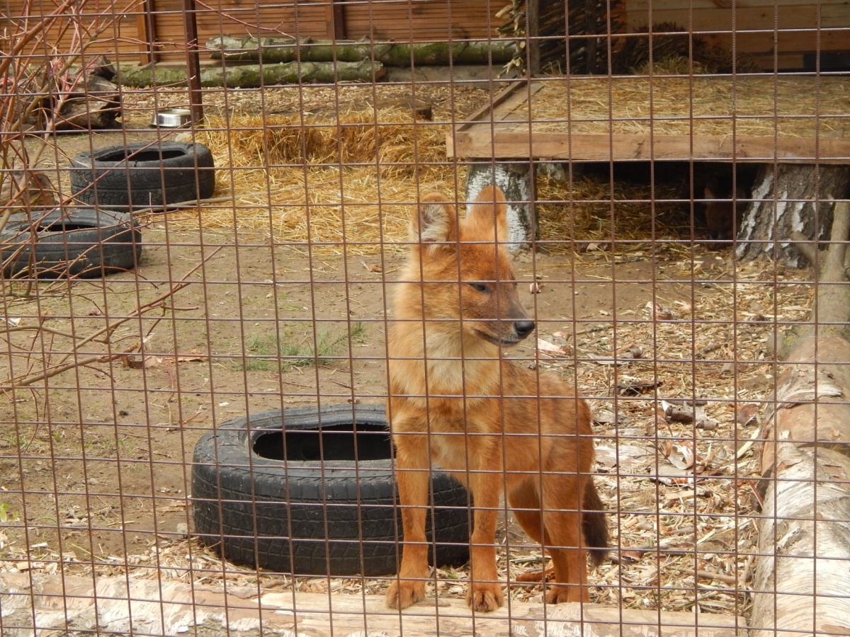 У Луцький зоопарк привезли рідкісних червоних вовків