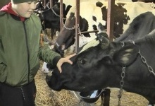 На Волині власники сімейної ферми не мають де випасати корів