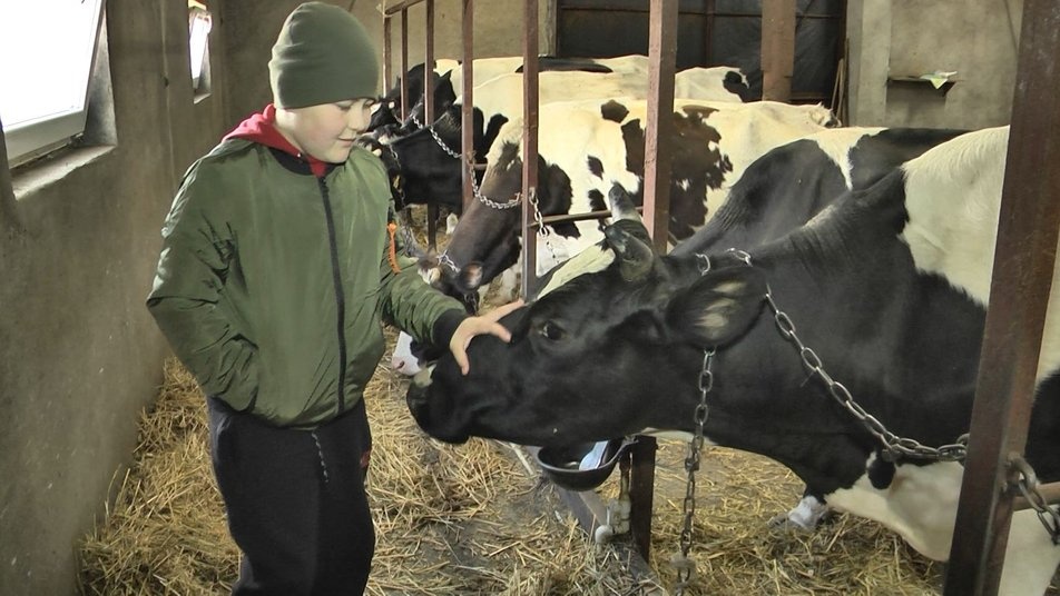На Волині власники сімейної ферми не мають де випасати корів