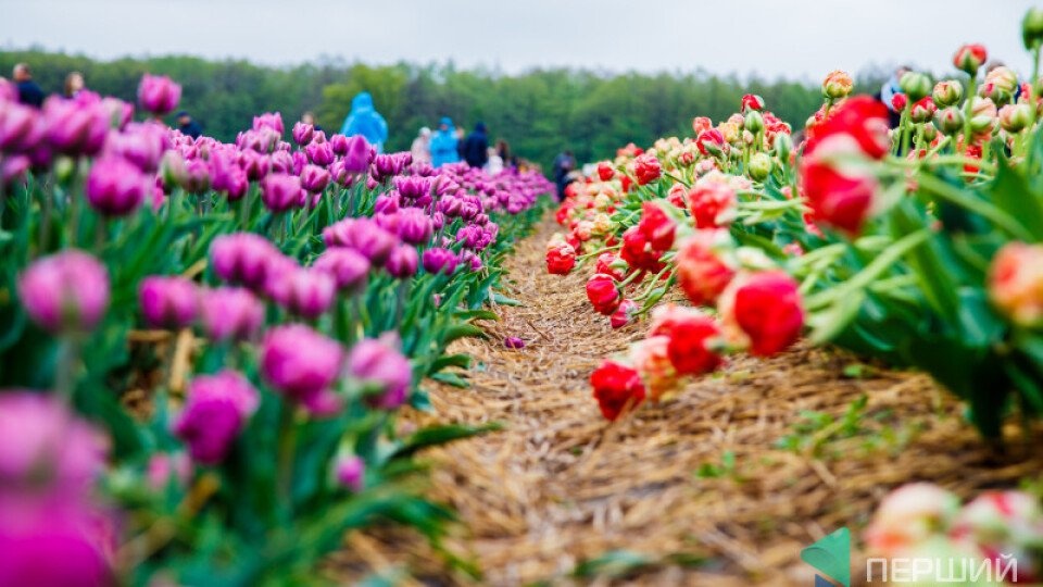 На Волині стартує щорічний фестиваль тюльпанів