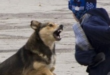 Рвані рани: на Рівненщині собака покусав дитину