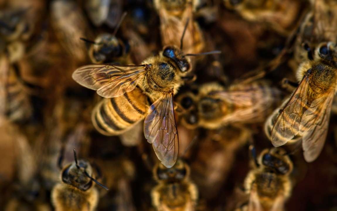 На Рівненщині помер чоловік, якого покусали бджоли