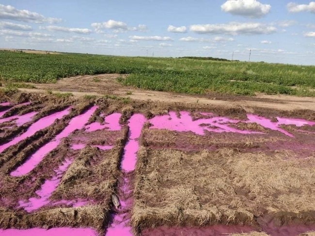 На поле біля Рівного вилили хімікати рожевого кольору