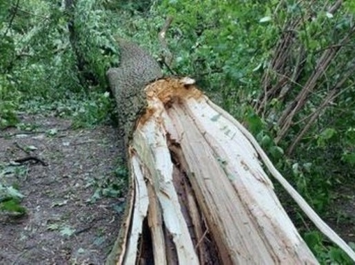 У Львові під час буревію дерево вбило молоду пару