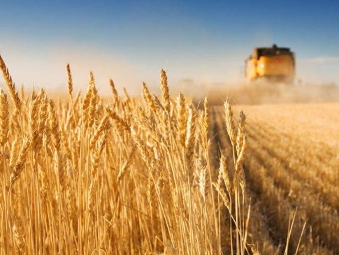 Україну чекає рекордний урожай пшениці