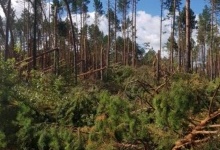 На Волині буревій повалив більше 30 гектарів лісу