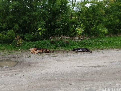 У Луцькому районі пенсіонер розстріляв сусідських собак