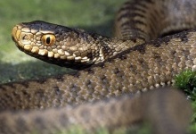 На Рівненщині 31-річного чоловіка вкусила змія