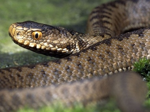 На Рівненщині 31-річного чоловіка вкусила змія