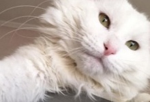 У Луцьку обіцяють 500 доларів за загубленого кота