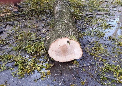 У Луцькій громаді за зрубане дерево доведеться заплатити до 10 тисяч