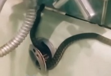 У Рівному чоловік виявив у ванній кімнаті змію