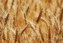 Волинські вчені винайшли сорт пшениці з високою врожайністю