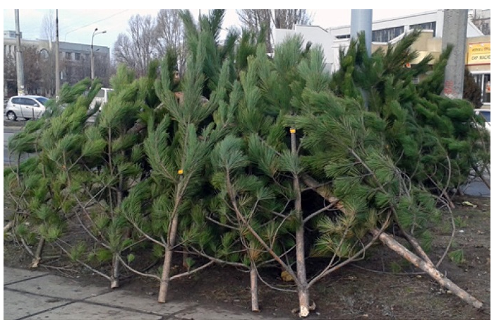 У Луцькій громаді штрафуватимуть за самовільно зрубані новорічні дерева
