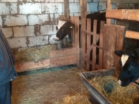 Корова дає по 15 літрів молока: на Волині селянин створив молочну ферму