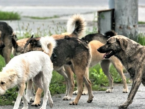 У селі біля Луцька безпритульні собаки тероризують місцевих жителів