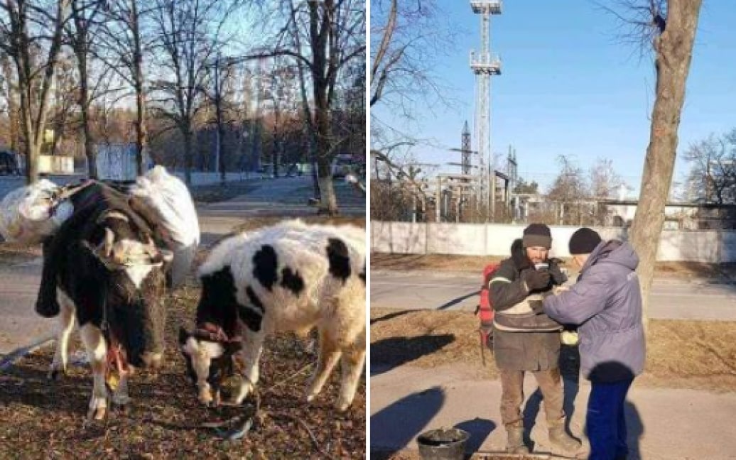 Українець втік від окупантів пішки з двома коровами
