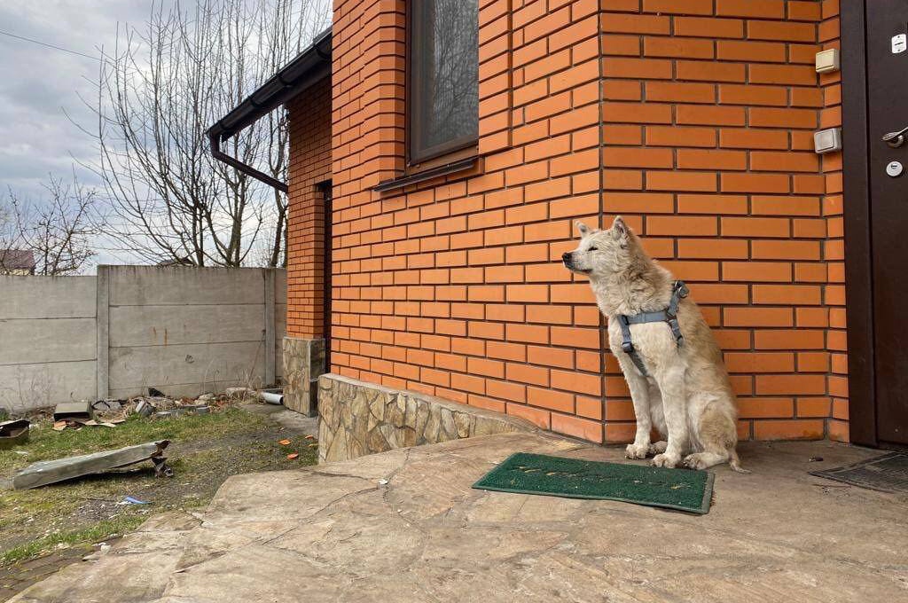 На Київщині собака вже місяць на порозі будинку чекає викрадену кадирівцем хазяйку (фото, відео 16+)