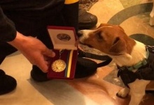 Зеленський відзначив пса-сапера державною нагородою