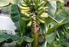 На Волині виростили банани