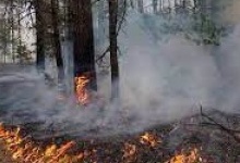 На Волині 38-річний спалив 14 гектарів лісу