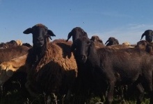 Вівчар з Донеччини перевіз на Волинь 400 овець (фото)