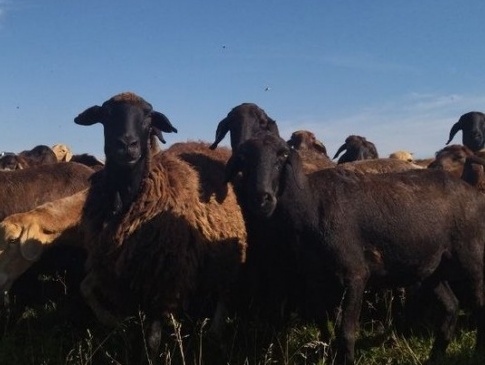 Вівчар з Донеччини перевіз на Волинь 400 овець (фото)