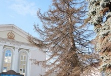 На головній площі Луцька знесуть старі дерева (фото)