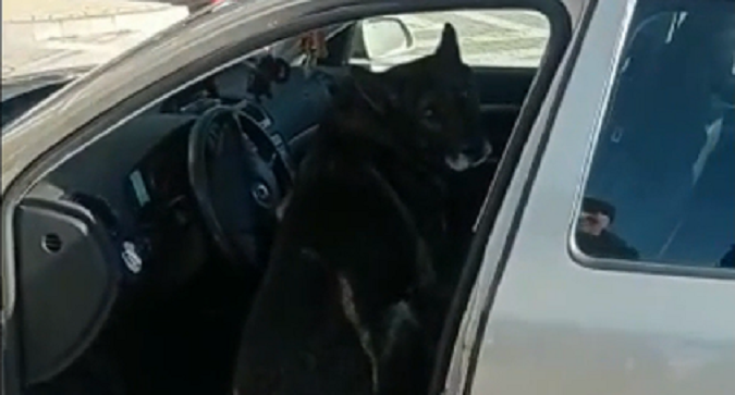 На Волині службовий пес знайшов марихуану в авто поляка