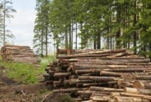На Волині лісничі незаконно нарубали понад 3 тисячі дерев