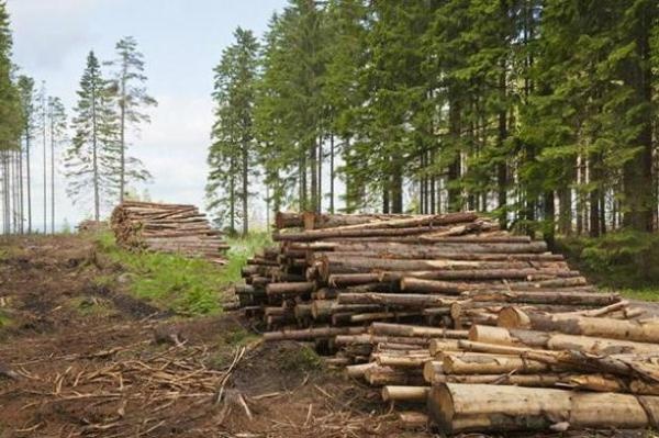 На Волині лісничі незаконно нарубали понад 3 тисячі дерев